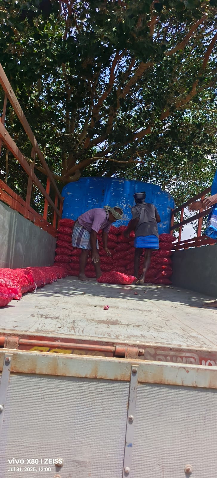 Shallot red onions for export